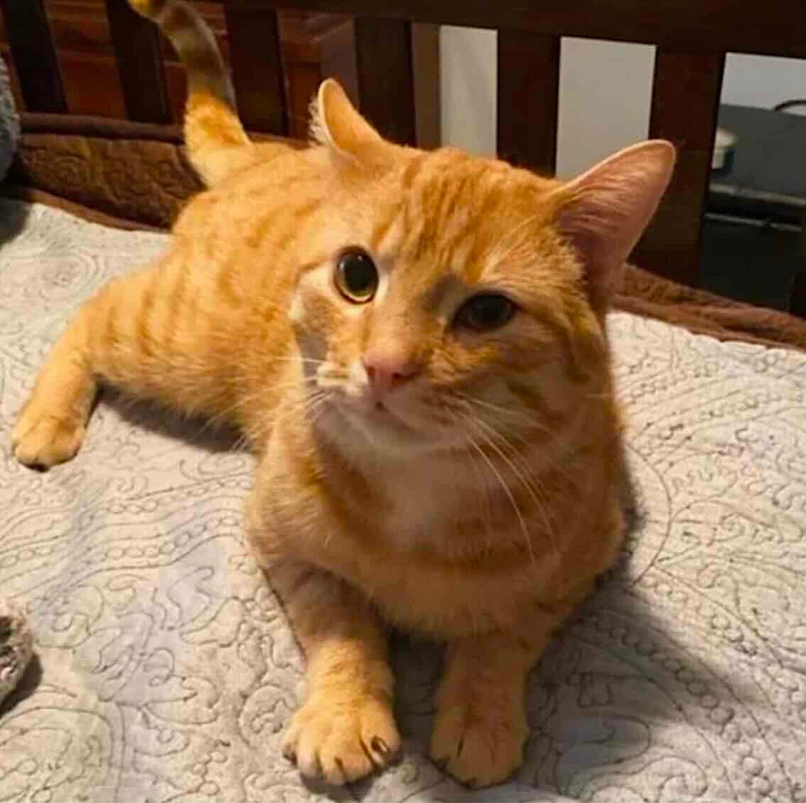oliver 1 oliver 1