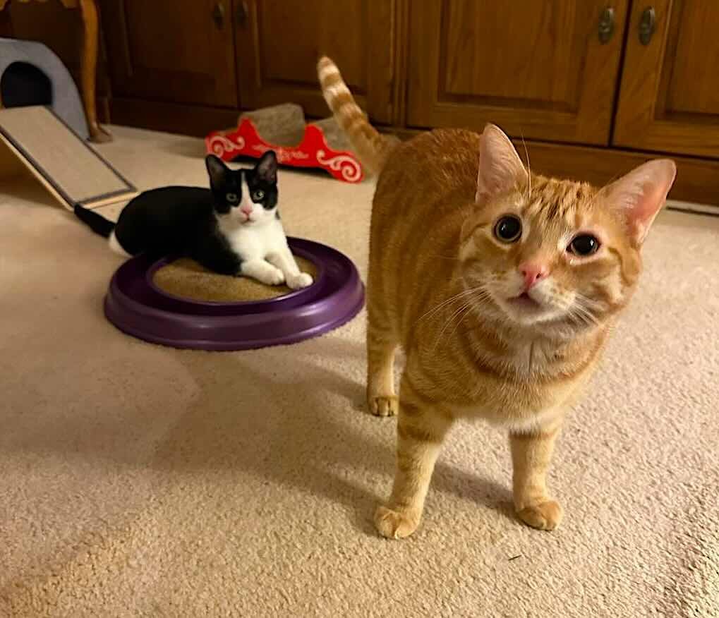 oliver 12 oliver 12