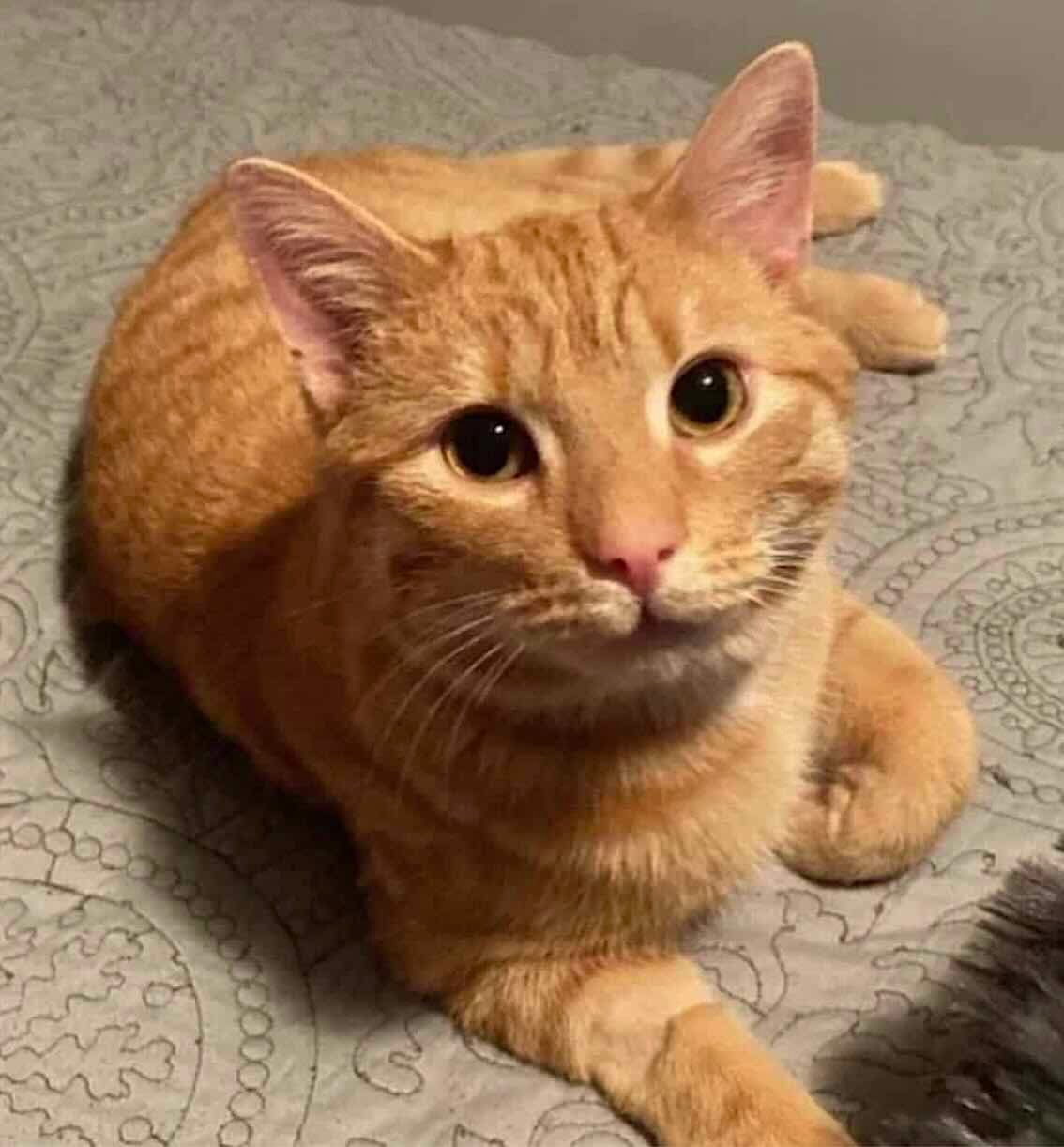 oliver 2 oliver 2