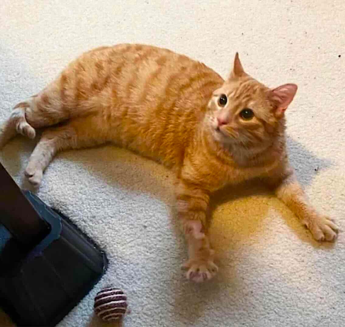 oliver 3 oliver 3
