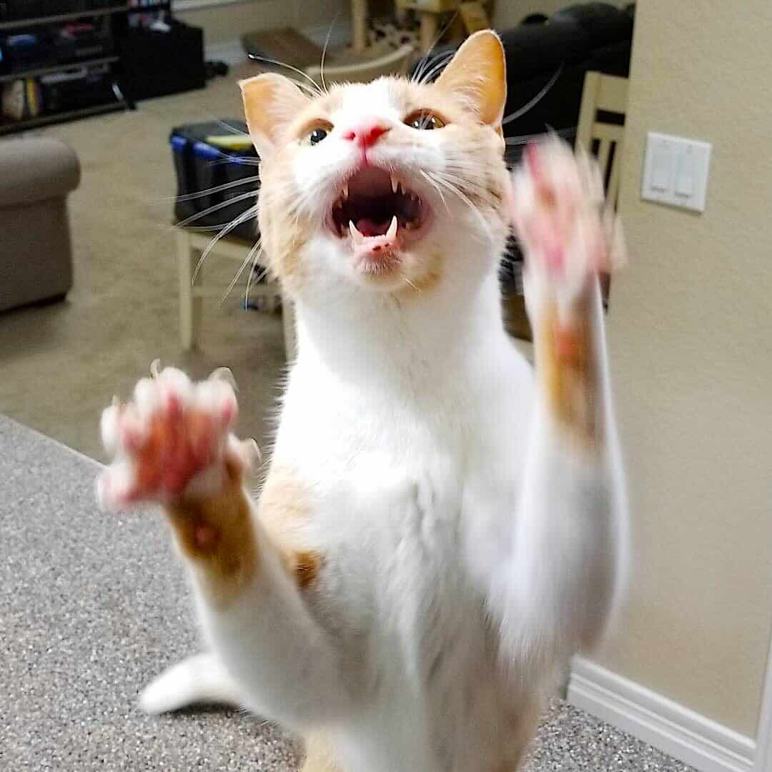trekkie 4 trekkie 4