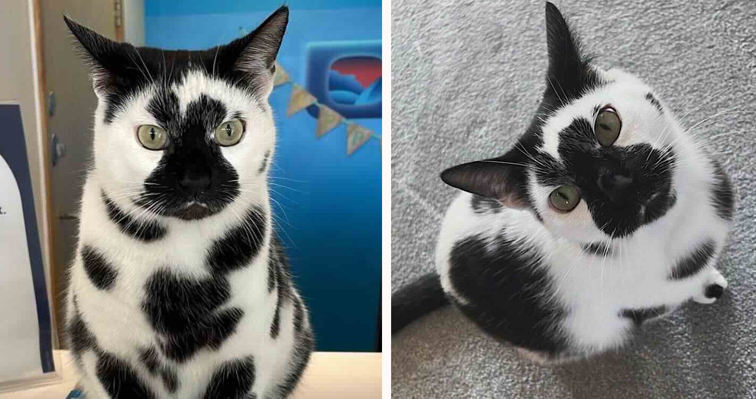 Moo've Over, Ordinary Pets! This Cow Cat's Story Will Capture Your ...