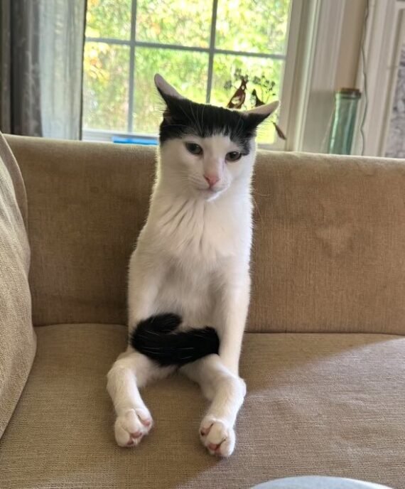 Meet Frankie Bangs, the Unstoppable Special Needs Kitten Who Stole