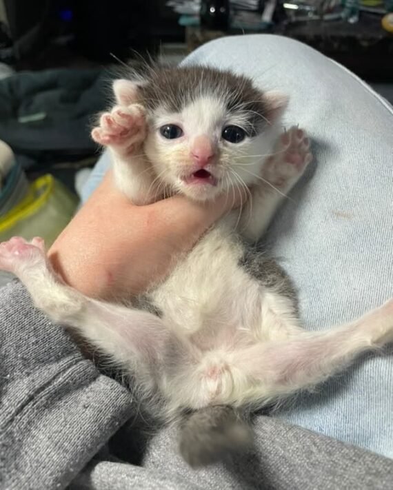 Meet Frankie Bangs, the Unstoppable Special Needs Kitten Who Stole(01)