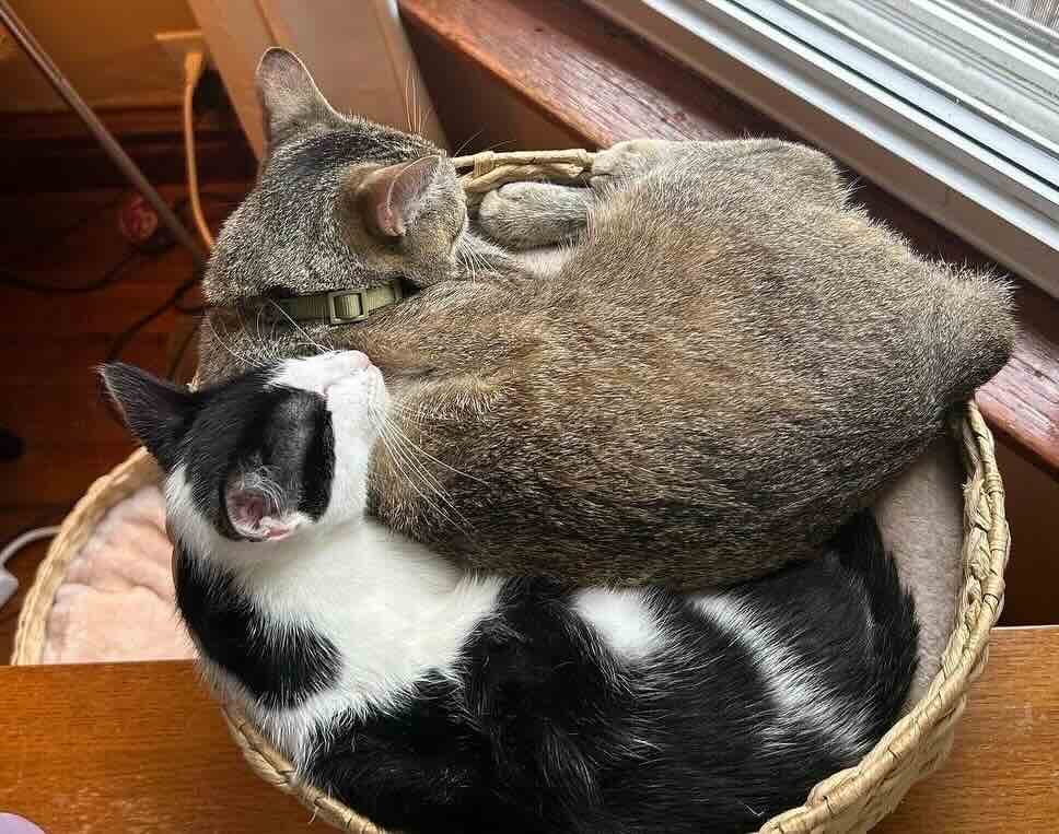 momo 2 momo 2