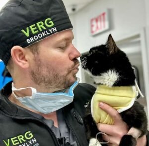 Two-Legged Rescue Cat Shows Amazing Spirit After Finding Forever Home