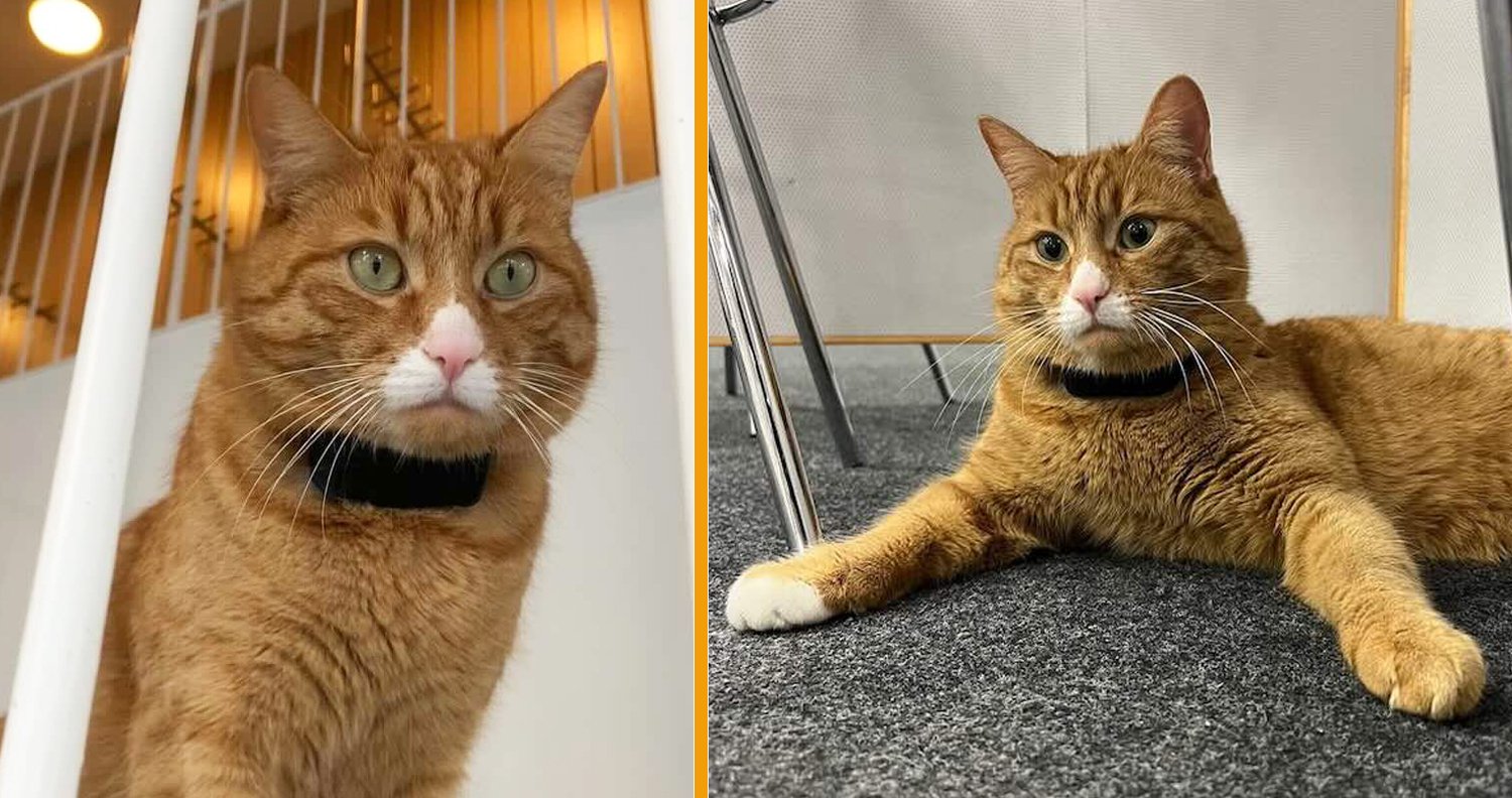 KADU's Tail of Triumph: How One Adorable Cat Transformed a University's ...