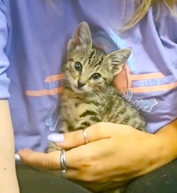 She Rescued A Flea-Covered Kitten From A Bush And Gets Lifelong ... - Flea Free Life For Kittens