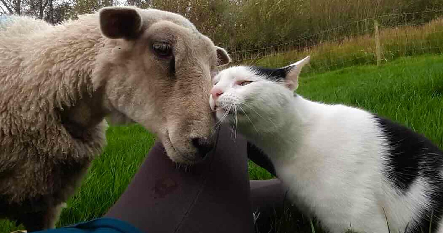 Cat Sheep Rabbit Stray Cat Finds Unlikely Family in Flock of Sheep and Becomes Their ...