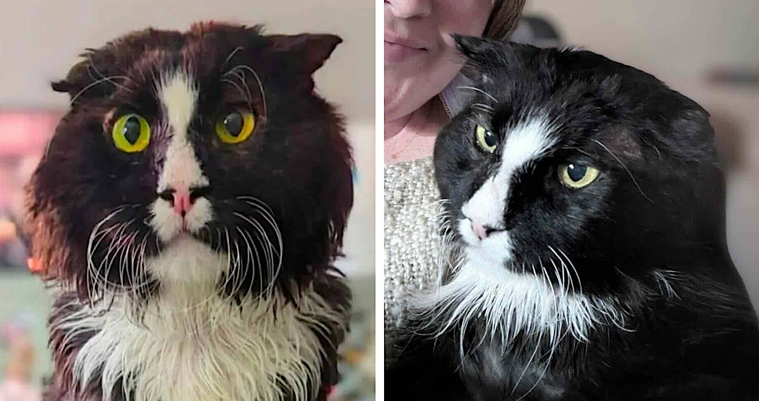 After 13 Years on the Streets, Abandoned Cat Finally Remembers What ...