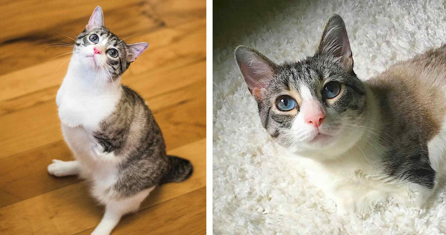 Meet Roux: The Two-Legged Cat Living Her Best Life!